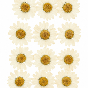 White Pressed Dried Daisy Flowers