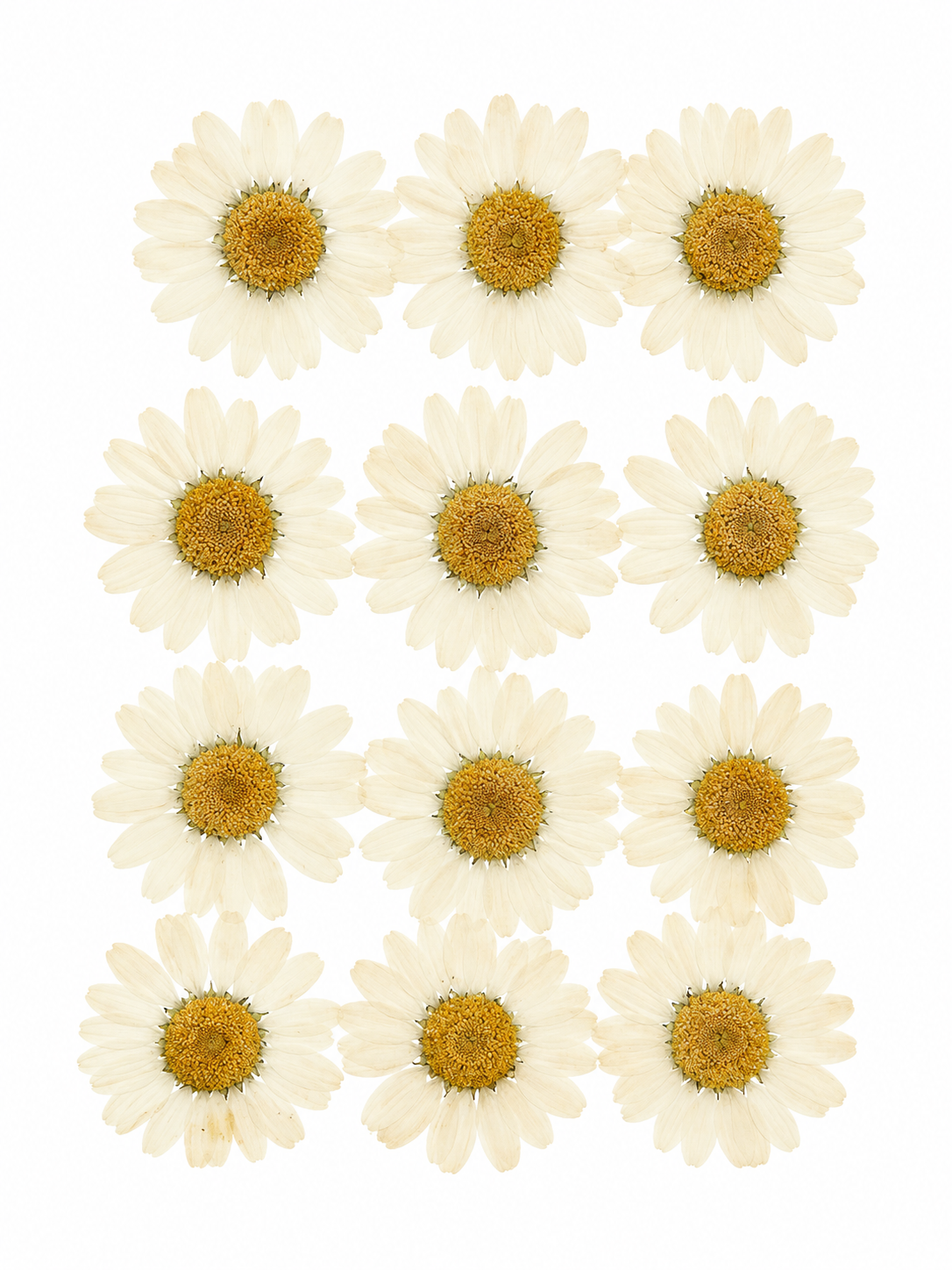 White Pressed Dried Daisy Flowers